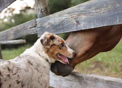 dog and horse by fence